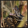 Adder, Common Viper, Vipera berus Location: Twente, the Netherlands adder MG 8421 kopie
